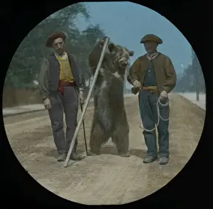 Lantern Slide Circa 1900 Drucke: Performing Bear with Pole