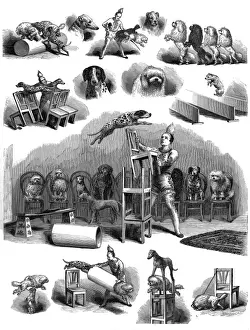 Historical Illustration Engraving Drucke: Performing dogs