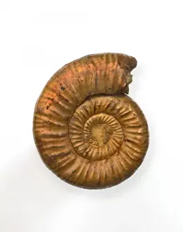 Jurassic Ammonite Drucke: Perisphinctes, ammonite
