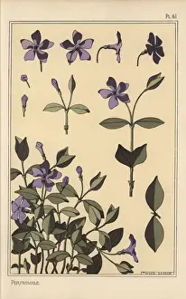 Pochoir Stencil Technique Drucke: Periwinkle botanical study
