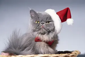 Persian Cat Breeds Drucke: Persian Cat