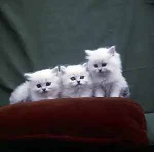Cute Cat Pictures Drucke: Three Persian kittens