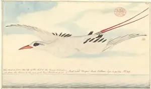 Drucke von Wasserfarben 360 von dem Maler aus der Gegend um den Port Jackson im Besitz des Herrn Watling, mit Titel Rotbein-Tropfbirde Tropicbirds Drucke: Phäton Rubricauda, roter Schwanzseeschwalbe