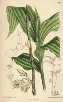 Matilda Smith Artist Drucke: Phajus pauciflorus, white orchid native to Java
