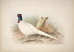 Common Pheasant Drucke: Phasianus colchicus, common pheasant