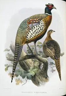 Phasianus colchicus formosanus, häufiger Formosa-Pfauke