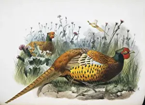 Phasianus colchicus Shawi, gewöhnlicher Wildschweanschwanz