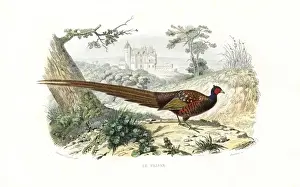Pheasant Species Drucke: Pheasant, Phasianus colchicus