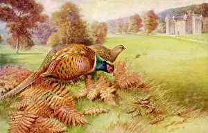 Rangierhuhn (Rankin)