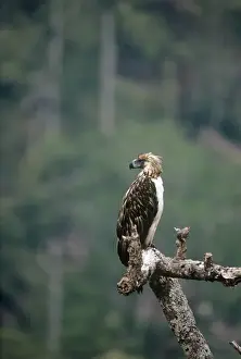 Wildlife Birds Of Prey Drucke: Philippine / Monkey-eating Eagle