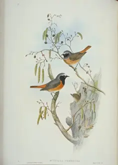 Common Redstart Images Drucke: Phoenicurus phoenicurus, common redstart