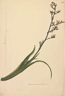 Angiosperm Illustrations Online Drucke: Phormium tenax