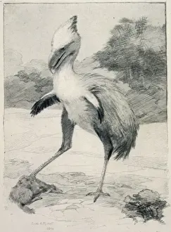 Historical Bird Species Drucke: Phororhacos