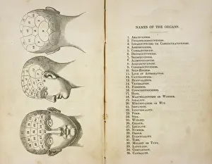 Phrenologischer Kopf