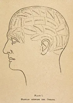 19th Century Phrenology Drucke: Phrenological Head / B / W