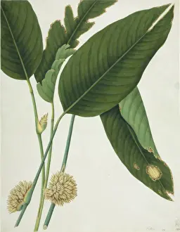 Botanical Drawings China Drucke: Phrymium sp