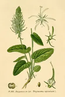 19th Century Botanical Prints Drucke: Phteuma Spicatum