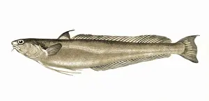 Natural History Fishes Drucke: Phycis blennoides, or Blennoid Forkbeard