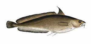 Drucke von Physciss physcis oder Großer Furchenschwanz auch als Haikes Dame ,Forkierter Kabeljau und Ziegenfisch. Datum: 1864 Silberner Seehecht Drucke: Physicus physicus oder Großer Furchenschwanz