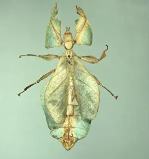 Drucke von Blattkäfer werden durch ihre grüne oder braune flache Körperform gekennzeichnet, die der Blätterfläche sehr ähnelt auf denen sie leben Gehstock Drucke: Oriental Blattkäfer Phylloxiphum spp