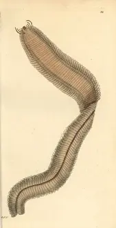 Zoology Illustrations History Drucke: Phyllodoce lamelligera