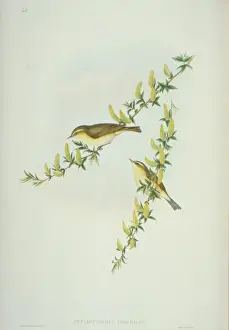 Philoskopuß Trochillus, Weidenwasserfalter
