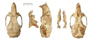 Natural History Museum Specimens Drucke: Phyllotis chacoensis