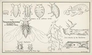 Gerahmter Druck : Phylloxerus vastator Gerahmter Druck : Phylloxerus vastator