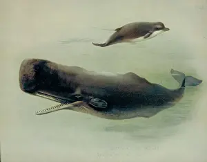 Drucke von Weißwale und nördliche Delfine (Spermauwal) und Norddelfin (Nordbotteldelphin). Taf. 45 aus British Mammals Vol.1 &2 von Archibald Thorburn, 1920-21 Physeteridae Drucke: Hyperoodon ampullatus und Physeter catodon
