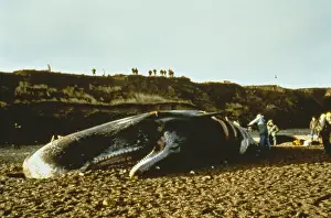 Stranded Sperm Whale Drucke: Physeter catodon, sperm whale