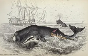 Drucke von Tafel 9 Spermwal von der Südlichen Ozeanhandgefärbte Lithographie aus The Naturalists Library Mammalia Vol. 12 Whales, 1833-1843 von Sir William Jardine (1800-1874) Physeteridae Drucke: Stierwalen (Physeter catodon)