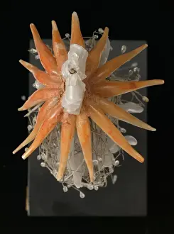 Natural History Museum Exhibits Drucke: Physophora hydrostatica, jellyfish