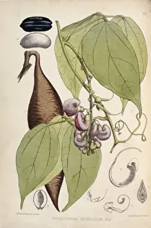 Physostigma venenosum, Calabrenbohne