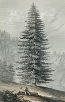 Drucke von Eine Art von WEIßFELGEBIRGSFAHNE, die in Nordwestamerika vorkommt und besonders auf den Hängen des Mount Shasta gefunden wird; Datum: 1857 Grandis Drucke: Riesengras