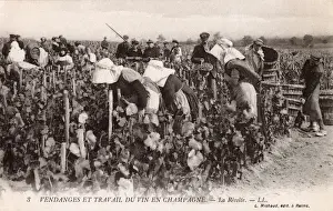 Die Ernte des Champagnertraubens