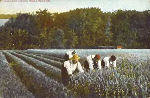 Lavendel auswählen – Wallington, Kent