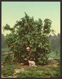 Nineteenth Century Coloured Photographs Drucke: Picking oranges