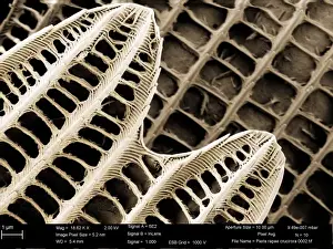 Scanning Electron Microscope Image Drucke: Pieris rapae, small white
