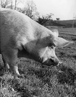 Farming Countryside Scene Drucke: A pig in a field