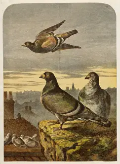 Drucke von Säume auf den Dächern (Kolbenfamilie) Columbiformes Drucke: Vögel auf Dächern