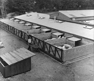 Agricultural History UK Drucke: Piggery, Norwich