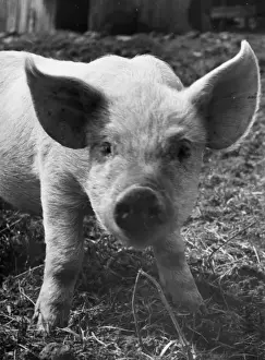 Piglet Photography Drucke: A piglet gazes into the camera