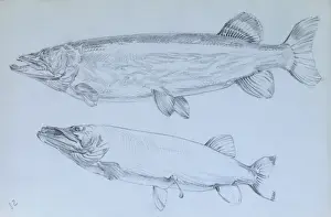 Raymond Sheppard Prints Drucke: Pike - pencil studies