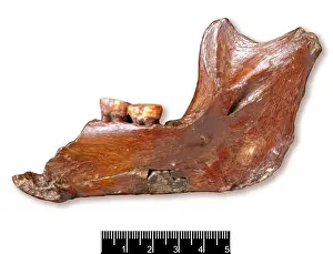 Piltdown Man Hoax Drucke: Piltdown 1 jaw