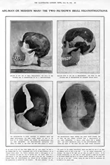 Piltdown Man Hoax Drucke: Piltdown Man: reconstructed skulls compared