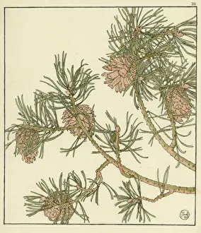 Garden Plant Illustrations Drucke: Pine cone