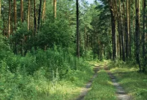Coniferous Woodland Scene Drucke: Pine Forest