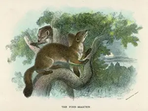 Drucke von Zwei Eichhörnchen im Baum Kiefer Marder Drucke: Fuchsbaum im Baum 19C