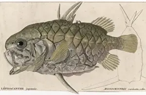 Marine Life History Drucke: A Pineapple Fish