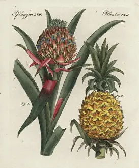Ananassblüte und Frucht, Ananas comosus